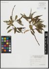 Foto von Salix alba L. x Salix fragilis L.